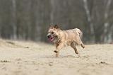 BORDER TERRIER 015
